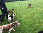 pridelands-kennels-gallery-39