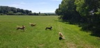 pridelands-kennels-gallery-41