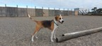 pridelands-kennels-gallery-45